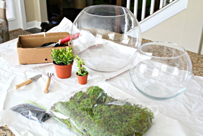 why terrariums are so easy to love, container gardening, how to, terrarium