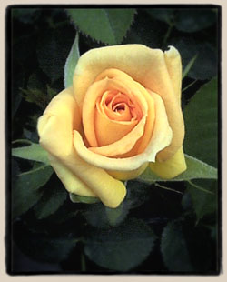 por qu no rosas en miniatura y jardines de hadas, Brote de rosa miniatura June Laver