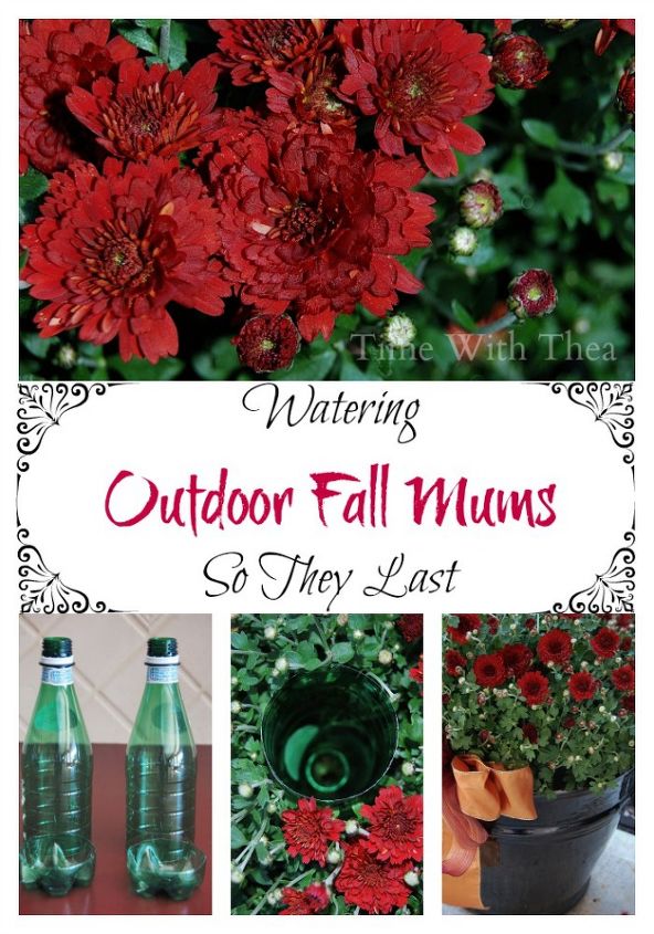 watering outdoor fall mums so they last the season, flowers, gardening