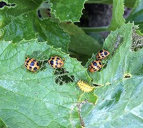 can you help identify these bugs, gardening, pest control