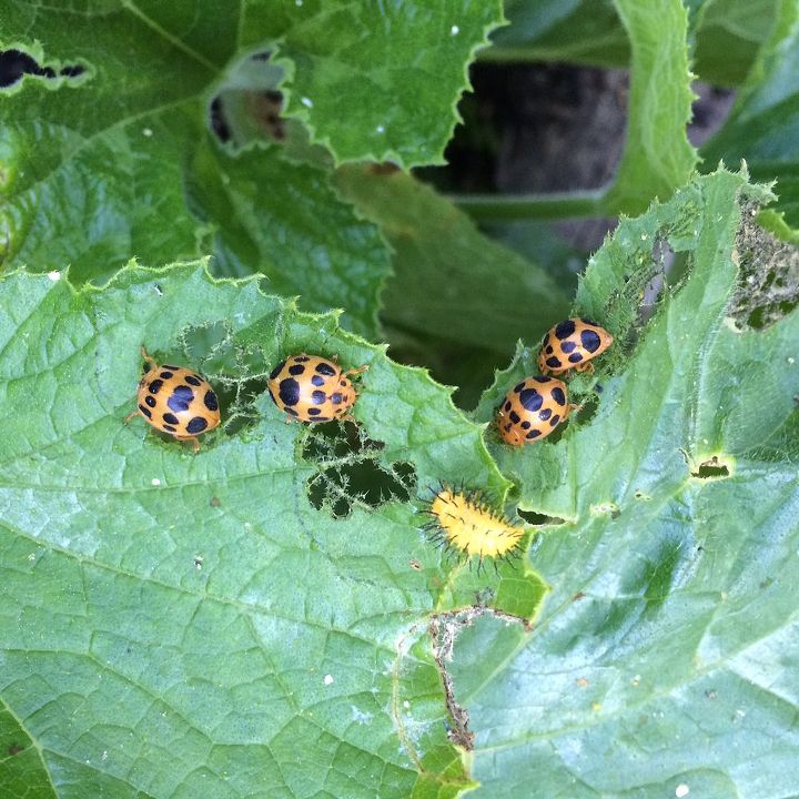 can you help identify these bugs, gardening, pest control