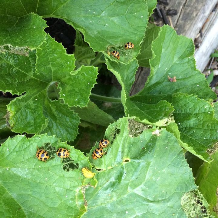 can you help identify these bugs, gardening, pest control