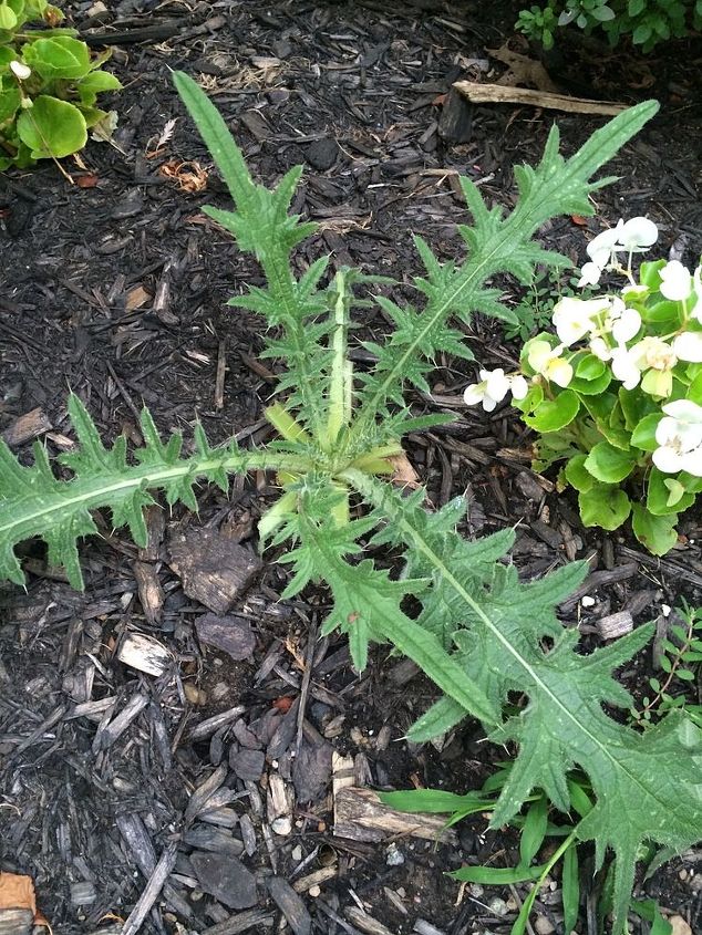 what kind of weed, Thorny weed