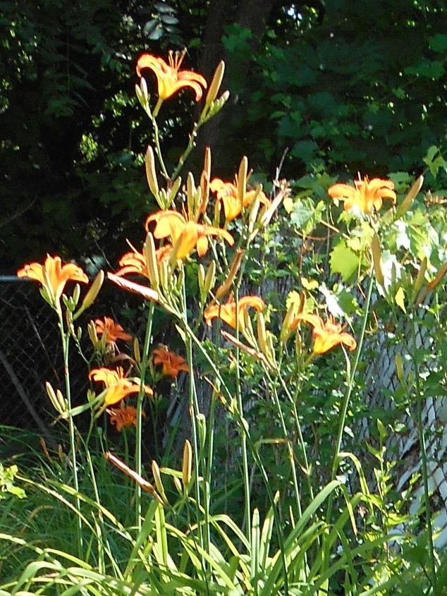 tall perennials in my garden