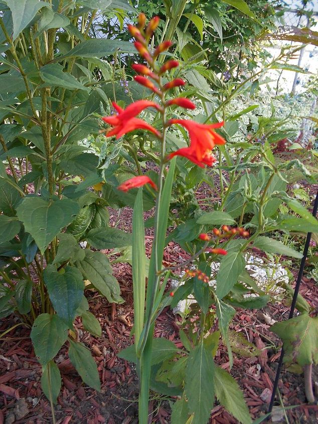 tall perennials in my garden