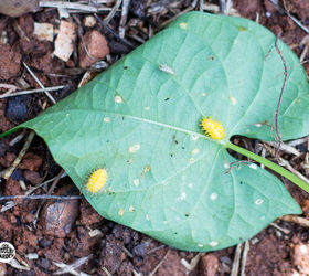 garden pest mexican bean beetle, gardening, pest control