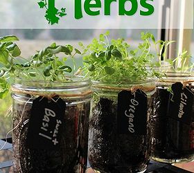 mason jar herb garden, gardening, mason jars, repurposing upcycling