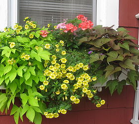 gardening window boxes flowers bloom, container gardening, flowers, gardening