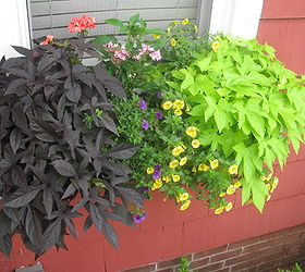 gardening window boxes flowers bloom, container gardening, flowers, gardening