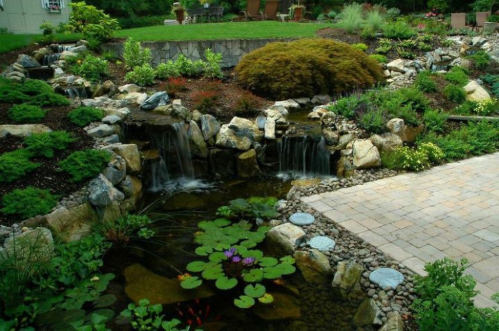 pond stars national geographic new show cast, gardening, landscape, outdoor living, ponds water features, Backyard Water Garden