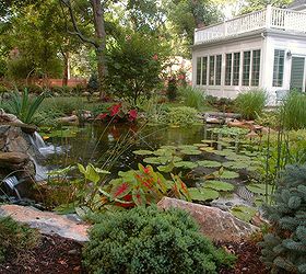 pond stars national geographic new show cast, gardening, landscape, outdoor living, ponds water features, Backyard Water Gardens