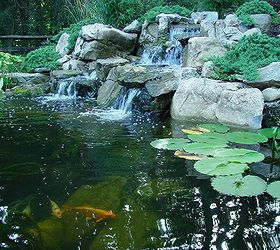 pond stars national geographic new show cast, gardening, landscape, outdoor living, ponds water features, Water Lilies