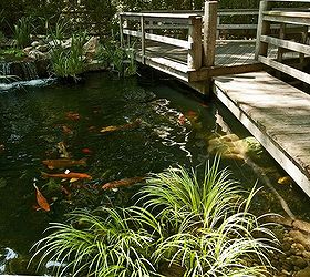 pond stars national geographic new show cast, gardening, landscape, outdoor living, ponds water features, Bridge On the River Koi