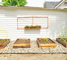 gardening urban squash zucchini washington, container gardening, gardening, urban living