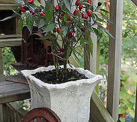 gardening ornamental black pearl pepper, container gardening, flowers, gardening