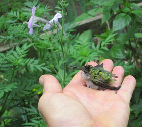 Hummingbird in Need of Help