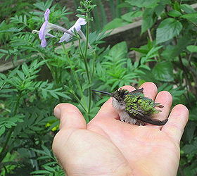 gardening hummingbird rescued, pets animals