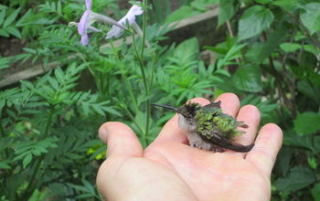Hummingbird in Need of Help