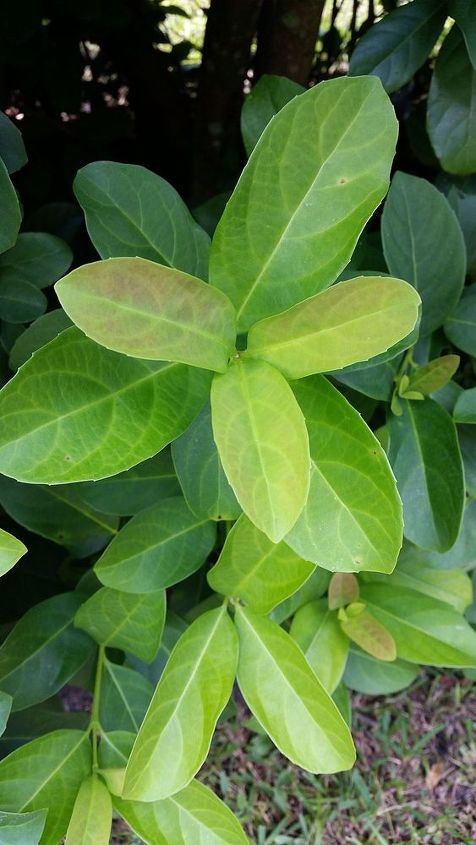 gardening tips bush backyard identifying, gardening, Nice full leaves great for privacy