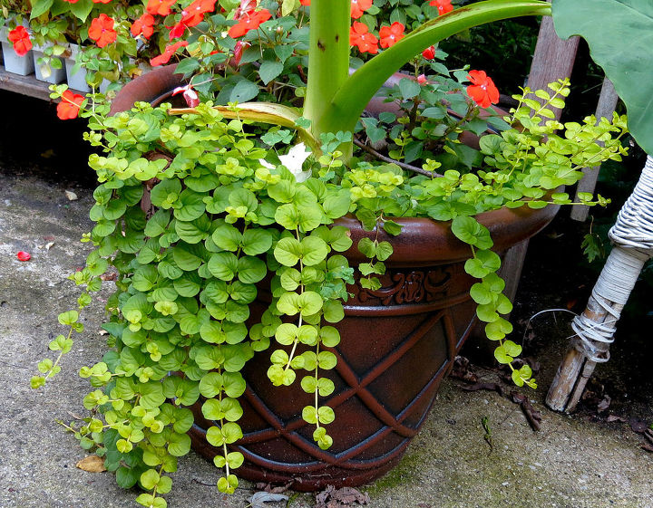 creeping jenny, gardening, I want to make sure and save this Creeping Jenny over the winter