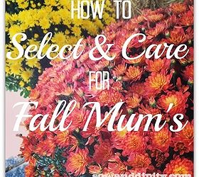 how to care for fall mums, flowers, gardening