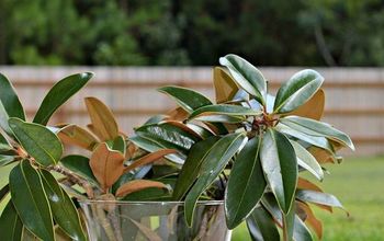 How to Preserve Magnolia Leaves & DIY Magnolia Wreath