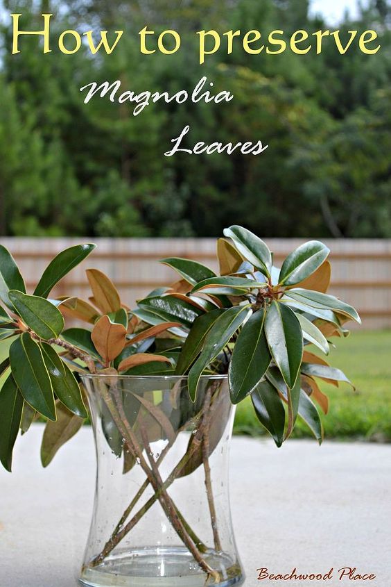 how to preserve magnolia leaves diy magnolia wreath
