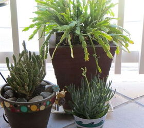 my cacti succulent collection, container gardening, gardening