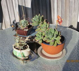 my cacti succulent collection, container gardening, gardening
