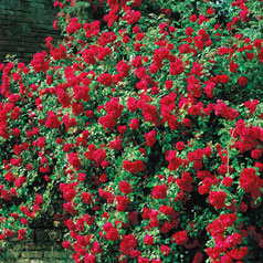 do you know what s bothering your rose bushes, flowers, gardening, Beautiful Disease Free Roses