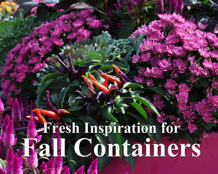fresh inspiration for your fall containers plantings, container gardening, flowers, gardening