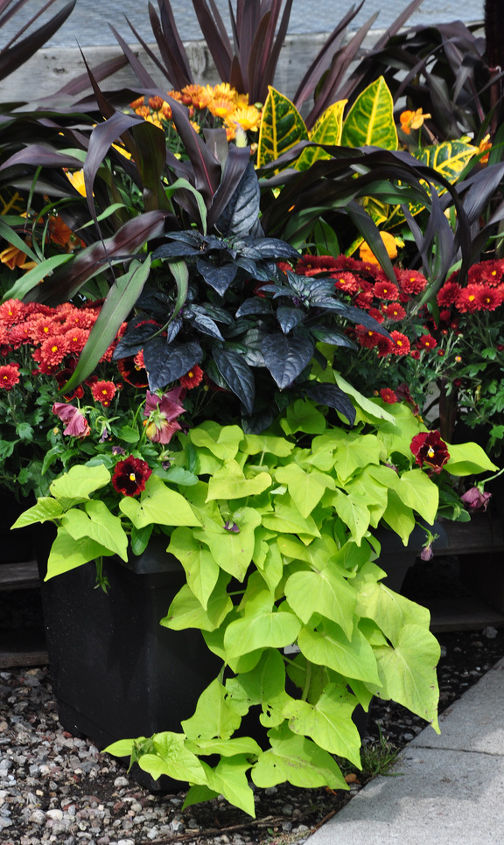 fresh inspiration for your fall containers plantings, container gardening, flowers, gardening