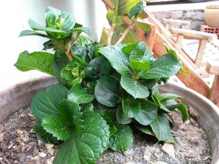 why is my hydrangea staying so small