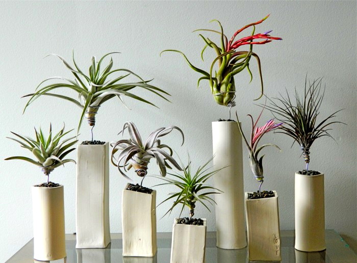 plantas de aire dnde conseguiste las tuyas