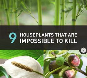 gardening tips plants durable air cleaning, gardening, home decor