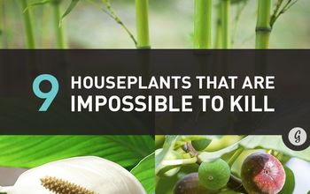9 Air-Cleaning Houseplants That Are Almost Impossible to Kill