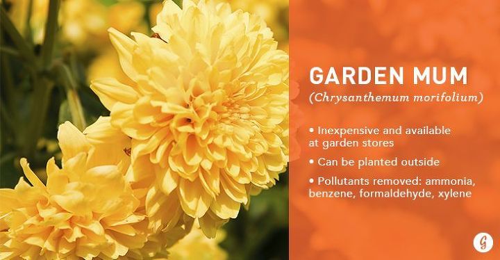 gardening tips plants durable air cleaning, gardening, home decor
