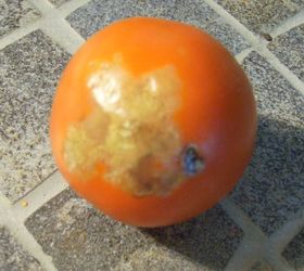 gardening tomatoes issues harvesting, gardening, What s causing the light brown at the bottom