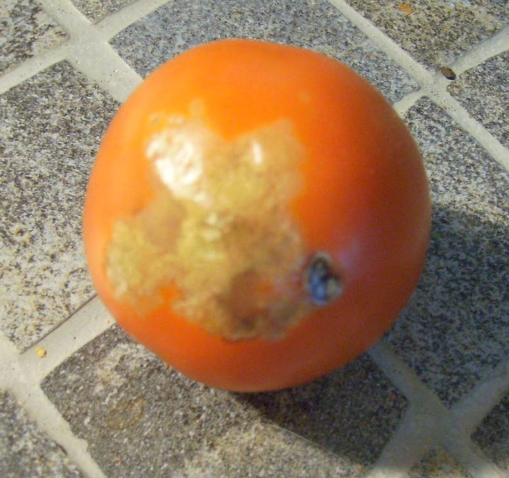 gardening tomatoes issues harvesting, gardening, What s causing the light brown at the bottom