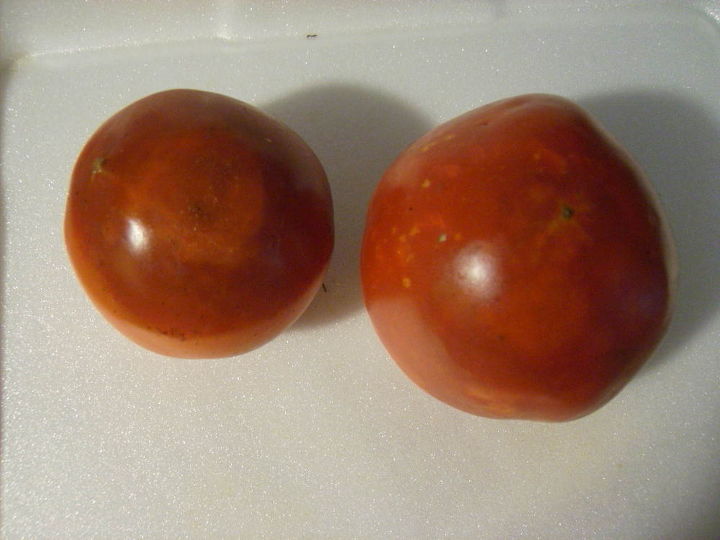 gardening tomatoes issues harvesting, gardening, In this photo notice the darker red areas In the photo on the left it s circular and the lighter area in the center is NOT soft like the darker areas are In the tomato on the right the darker area is also softer and covers a large