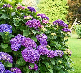 Best Hydrangea Tips, a Full Guide! How to Grow, Prune, Dry, Display +