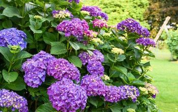 Best Hydrangea Tips, a Full Guide! How to Grow, Prune, Dry, Display +