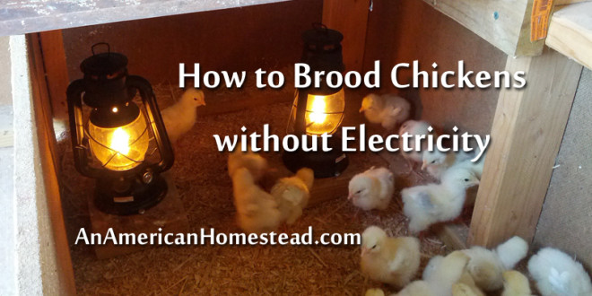 homesteading brood chickens without electricity, diy, electrical, homesteading, These baby chicks enjoying the warmth