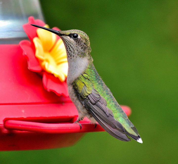 gardening hummingbirds fountain bird feeder illinois, gardening, outdoor living, pets animals