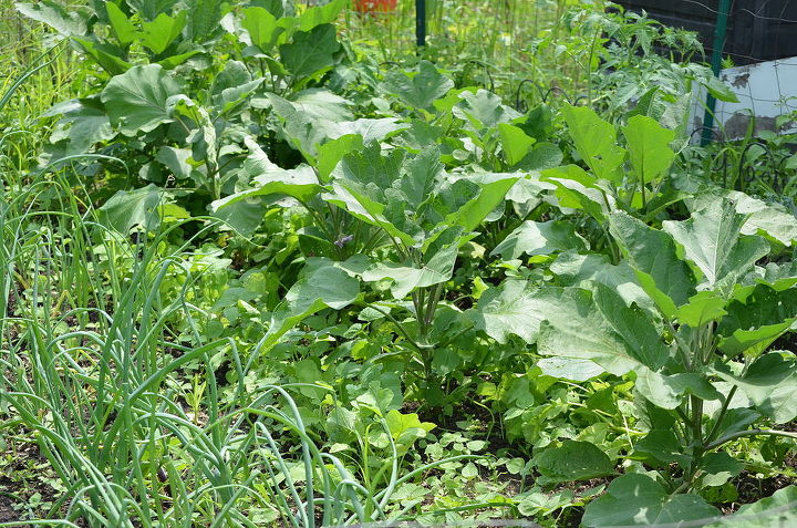 gardening farm ohio vegetable plants, gardening