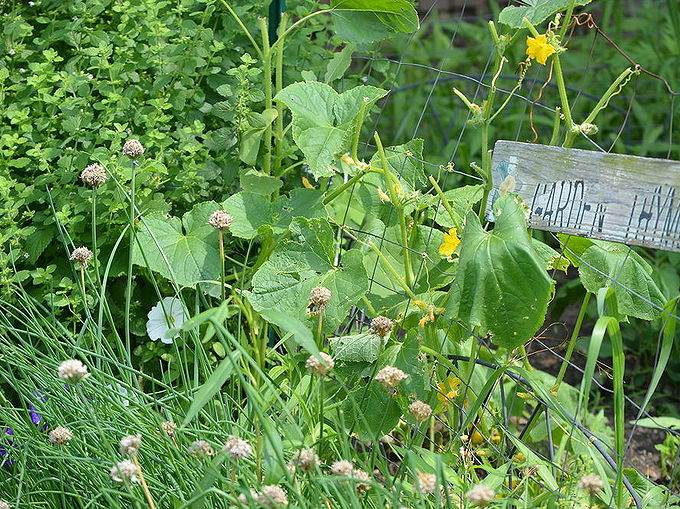 gardening farm ohio vegetable plants, gardening