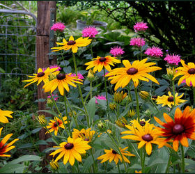 gardening summer flowers highlights backyard, flowers, gardening