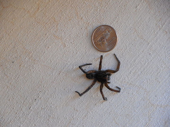spider tarantula idenifying type, pest control