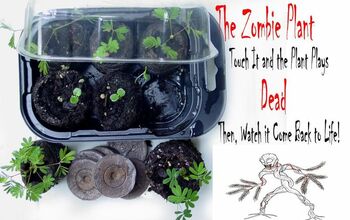 Grow the Zombie Plant at Home...It "PLAYS DEAD" When You Touch It!