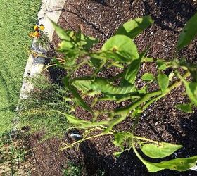 gardening worm identifying eating plants, gardening, pest control